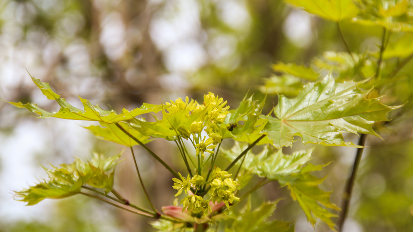 Acer platanoides 'Grenoble' fleurs