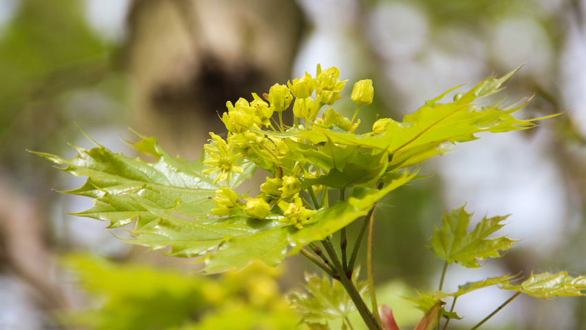 Acer platanoides 'Grenoble' fleurs