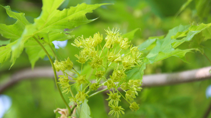 Acer platanoides 'Grenoble' fleurs