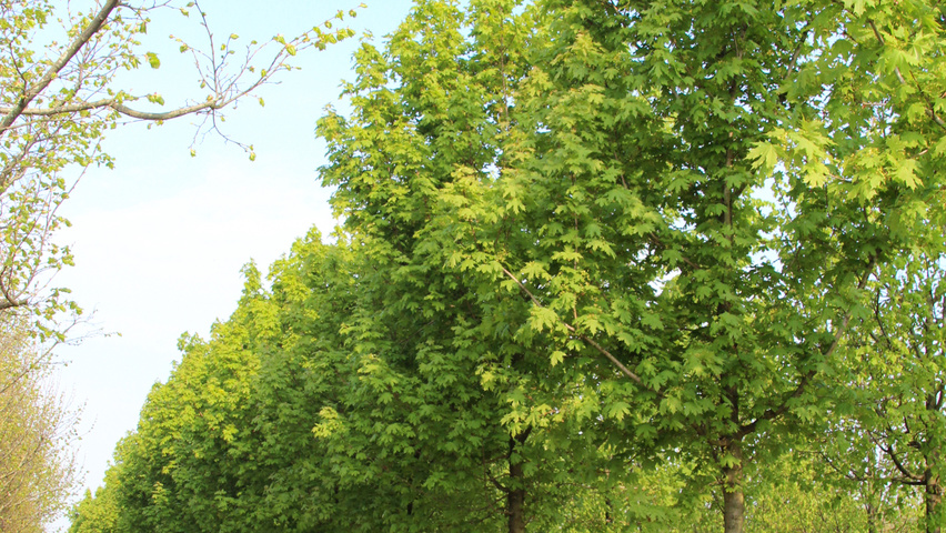 Acer platanoides 'Grenoble' haute tige