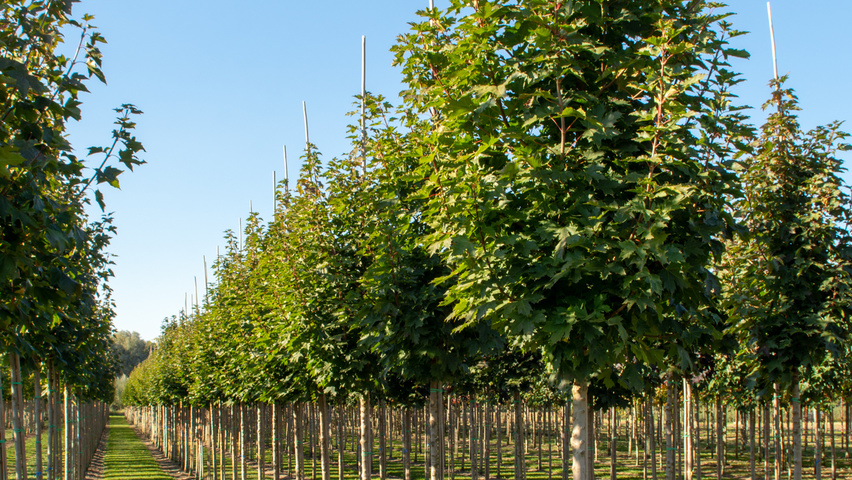 Acer platanoides 'Grenoble' haute tige