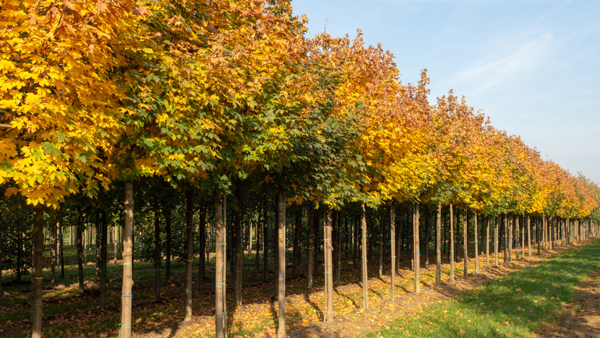 Acer platanoides 'Grenoble' haute tige