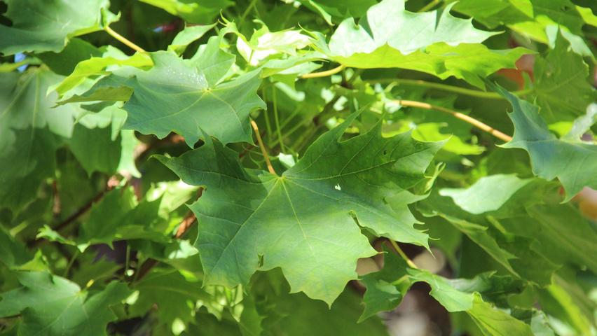 Acer platanoides 'Grenoble' Feuilles