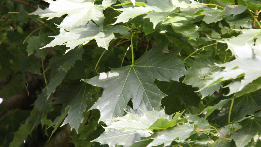 Acer platanoides 'Grenoble' Feuilles