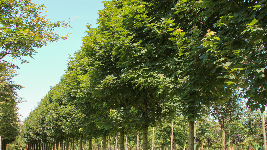 Acer platanoides haute tige