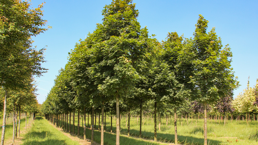 Acer platanoides haute tige