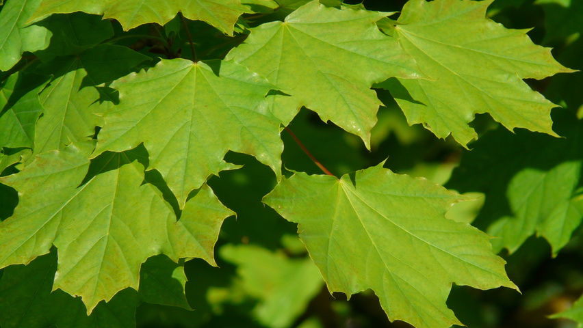 Acer platanoides Feuilles
