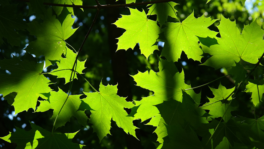 Acer platanoides Feuilles