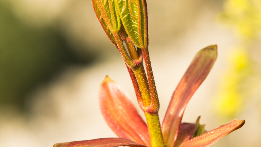 Acer platanoides Feuilles