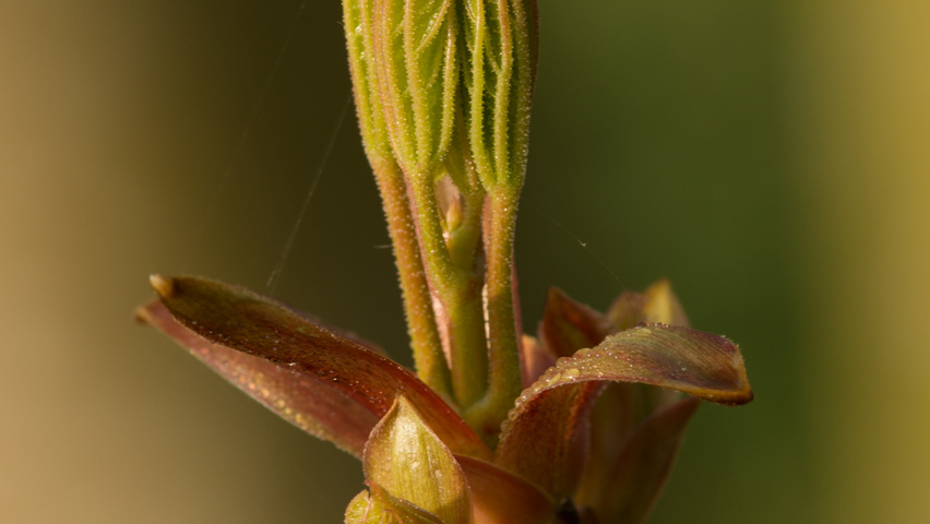 Acer platanoides Feuilles