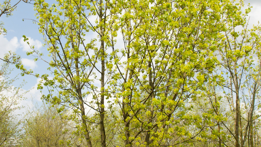 Acer platanoides multi-troncs