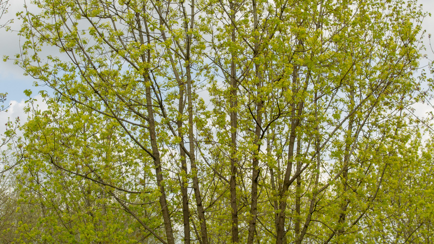 Acer platanoides multi-troncs