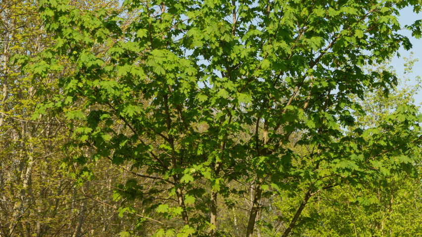 Acer platanoides multi-troncs