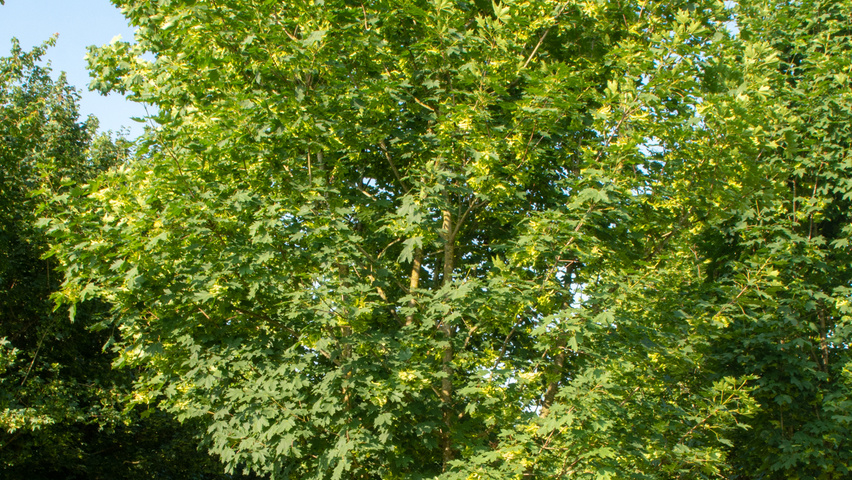 Acer platanoides multi-troncs