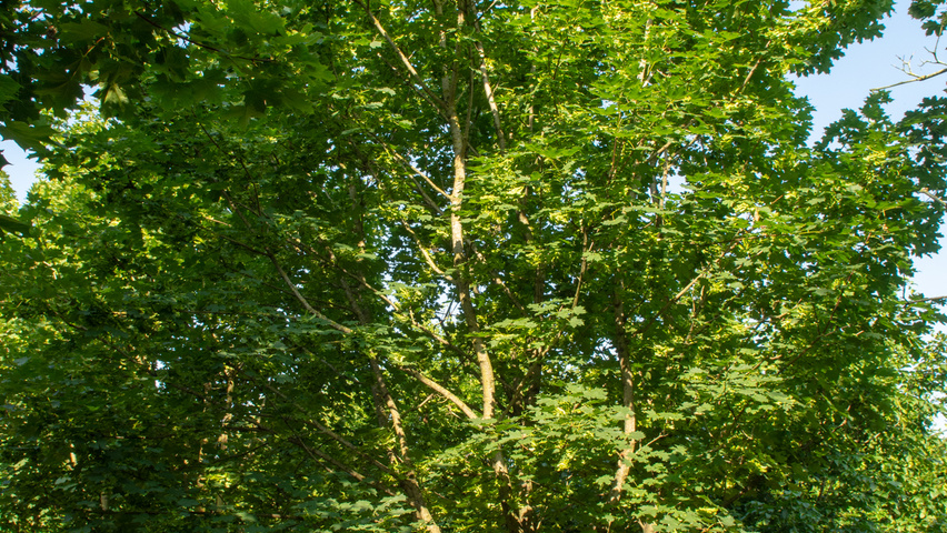 Acer platanoides multi-troncs