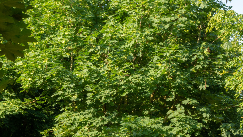 Acer platanoides multi-troncs