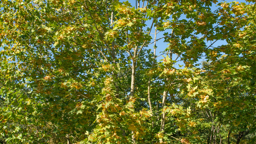 Acer platanoides multi-troncs
