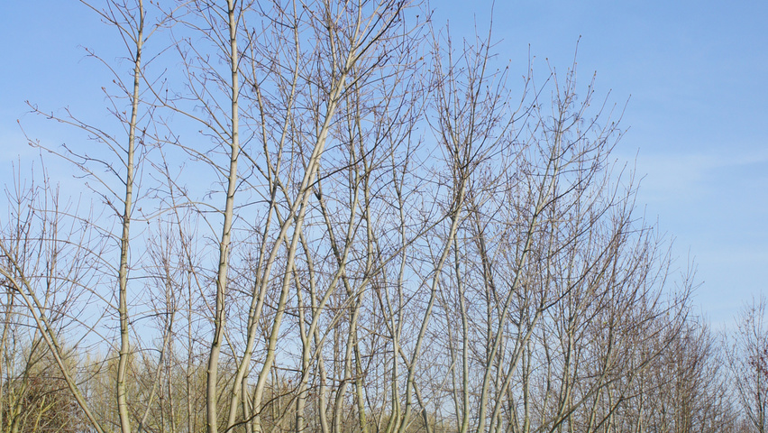 Acer platanoides multi-troncs