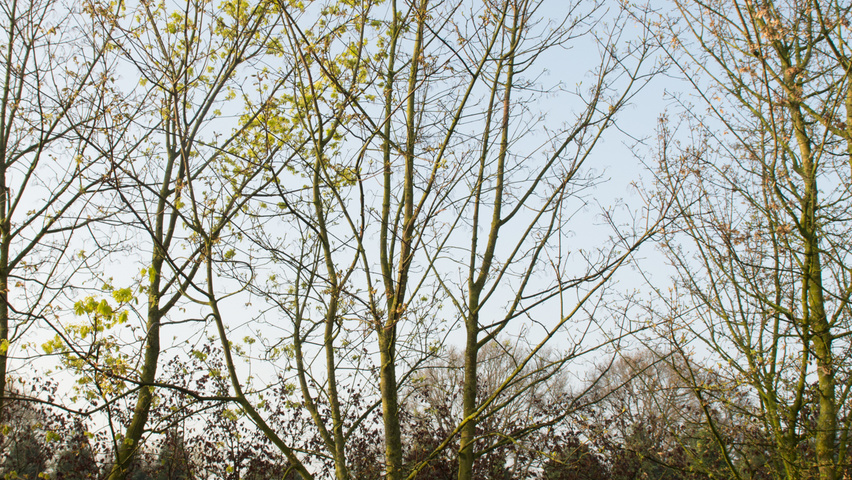 Acer platanoides multi-troncs