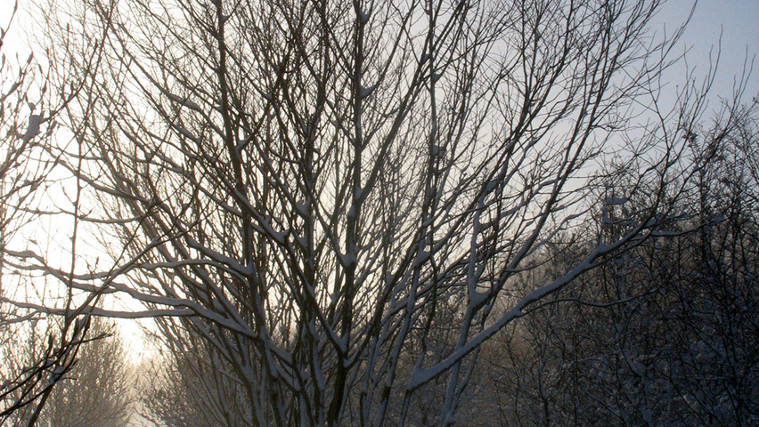 Acer platanoides multi-troncs