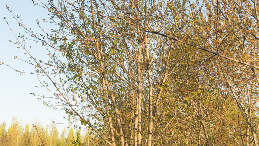 Acer platanoides multi-troncs