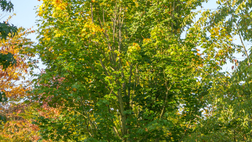 Acer platanoides multi-troncs