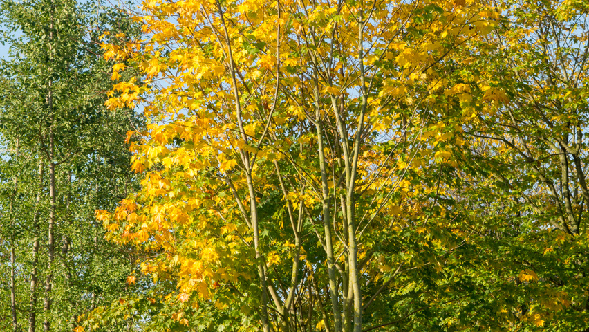 Acer platanoides multi-troncs