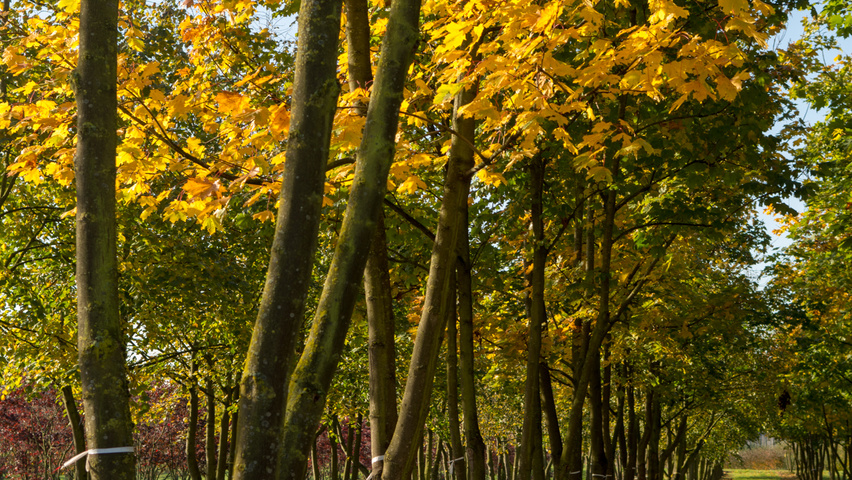 Acer platanoides multi-troncs