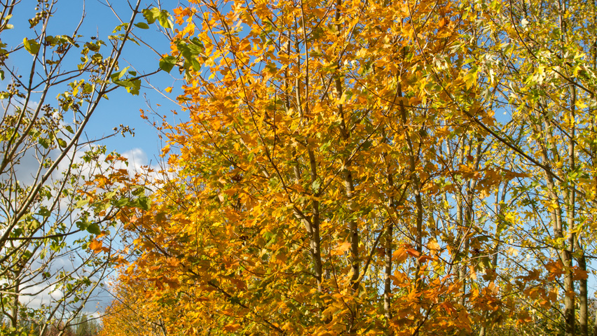 Acer platanoides multi-troncs
