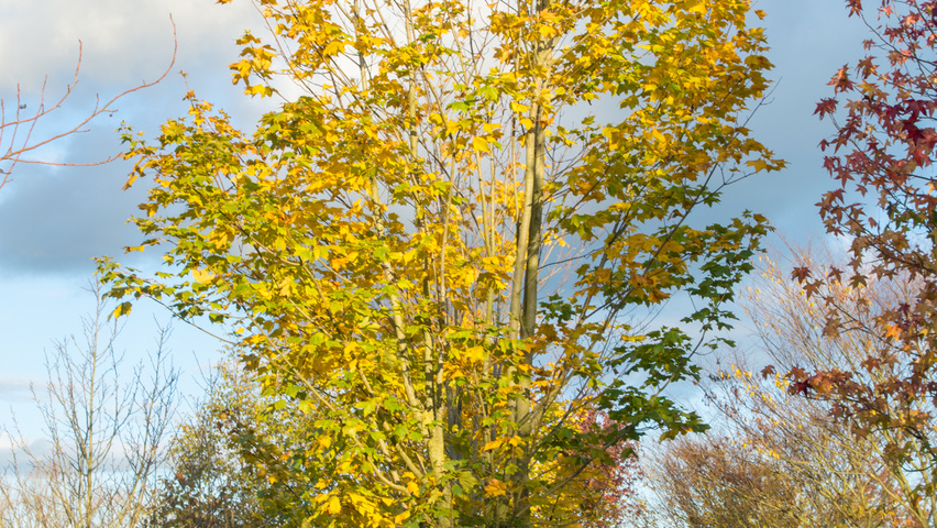 Acer platanoides multi-troncs