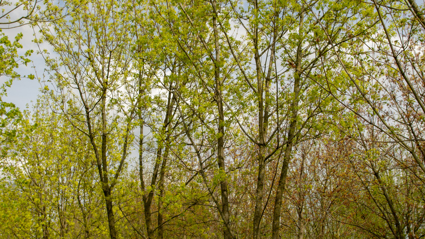 Acer platanoides multi-troncs