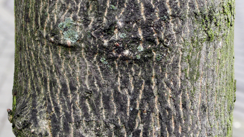 Acer platanoides 'Olmsted' bark