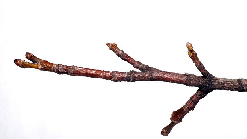 Acer platanoides 'Olmsted' twigs