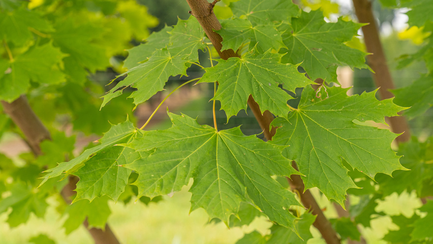 Acer platanoides PRINCETON GOLD  leaves