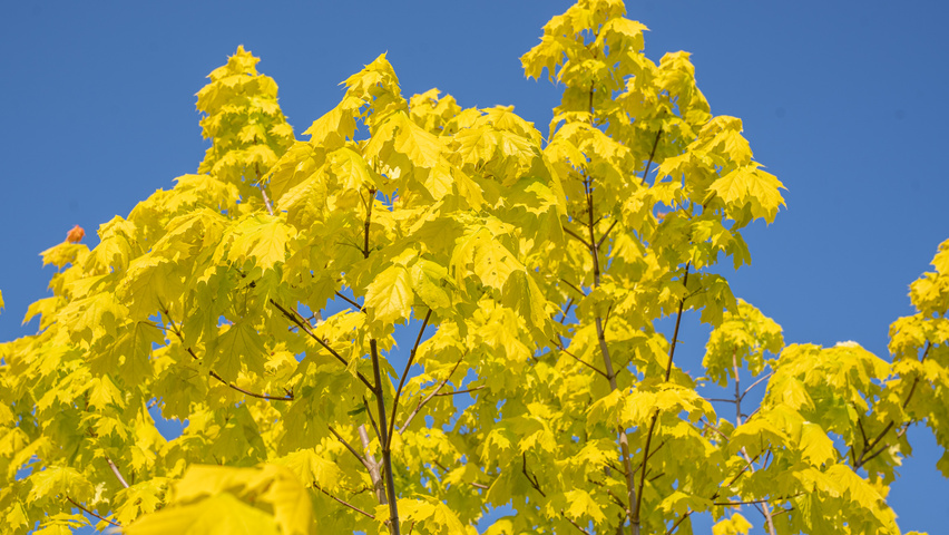 Acer platanoides PRINCETON GOLD  leaves