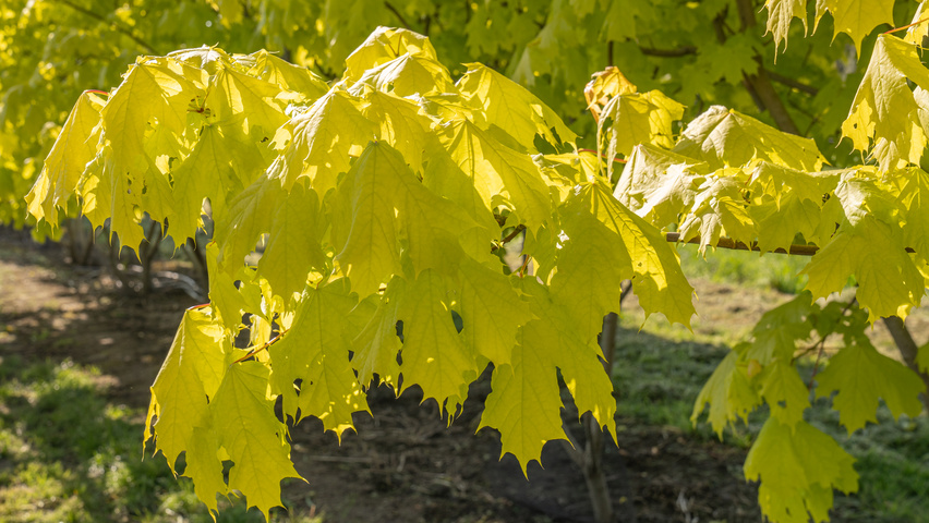 Acer platanoides PRINCETON GOLD  leaves