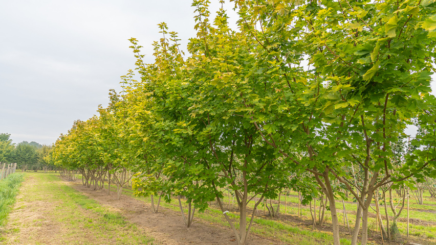 Acer platanoides PRINCETON GOLD  multi-stem