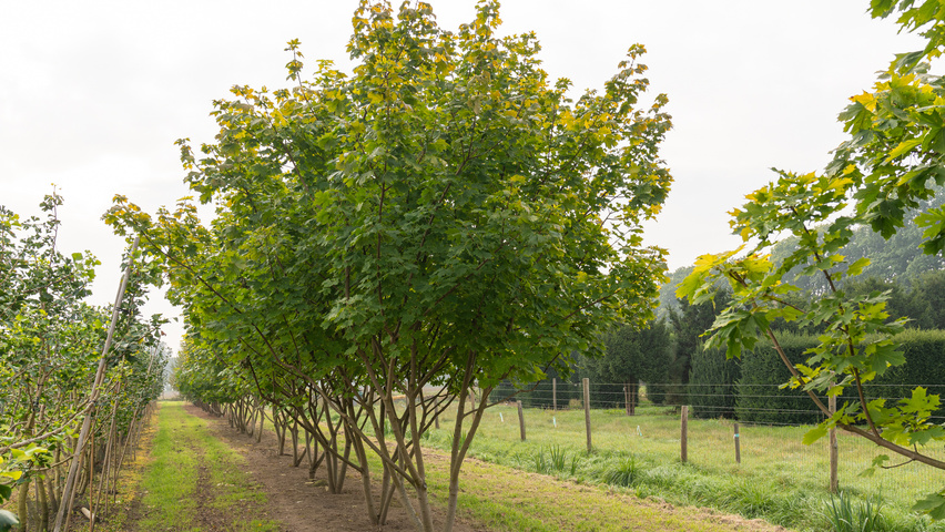 Acer platanoides PRINCETON GOLD  multi-stem