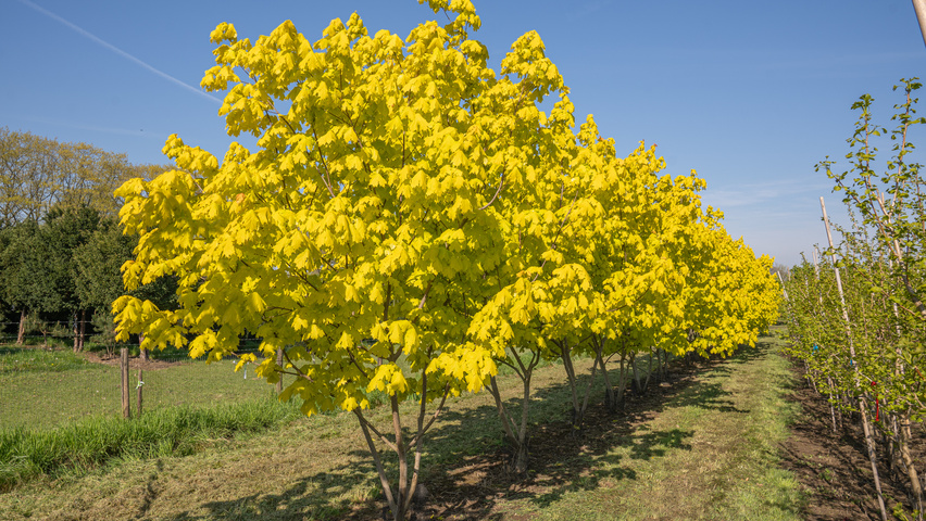Acer platanoides PRINCETON GOLD  multi-stem