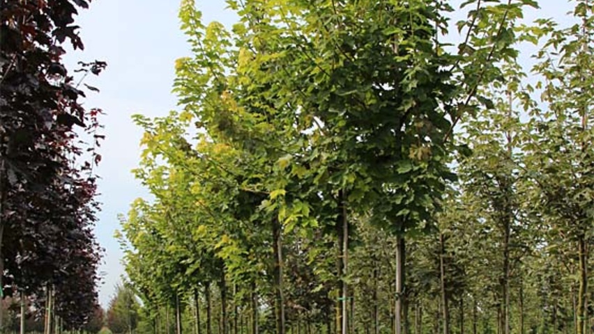 Acer platanoides PRINCETON GOLD  standard tree