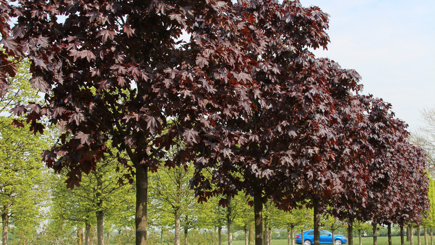 Acer platanoides 'Royal Red' блок