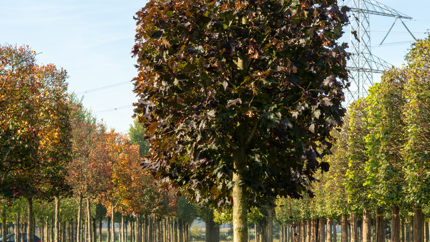 Acer platanoides 'Royal Red' блок