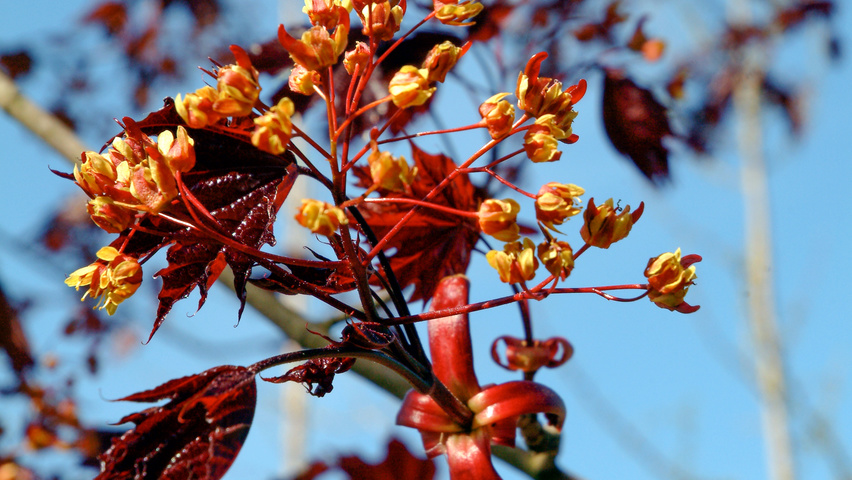 Acer platanoides 'Royal Red' цветки