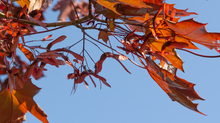Acer platanoides 'Royal Red' плоды