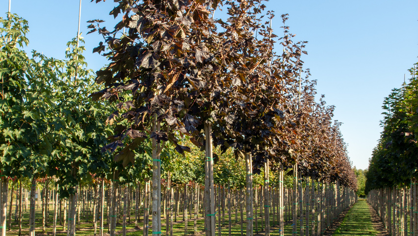 Acer platanoides 'Royal Red' | TreeEbb | Online tree-finding tool | Ebben  Nurseries