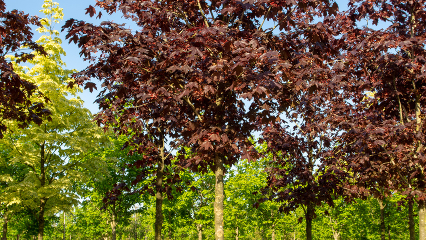 Acer platanoides 'Royal Red' Деревья с высоким стволом (стандарт)