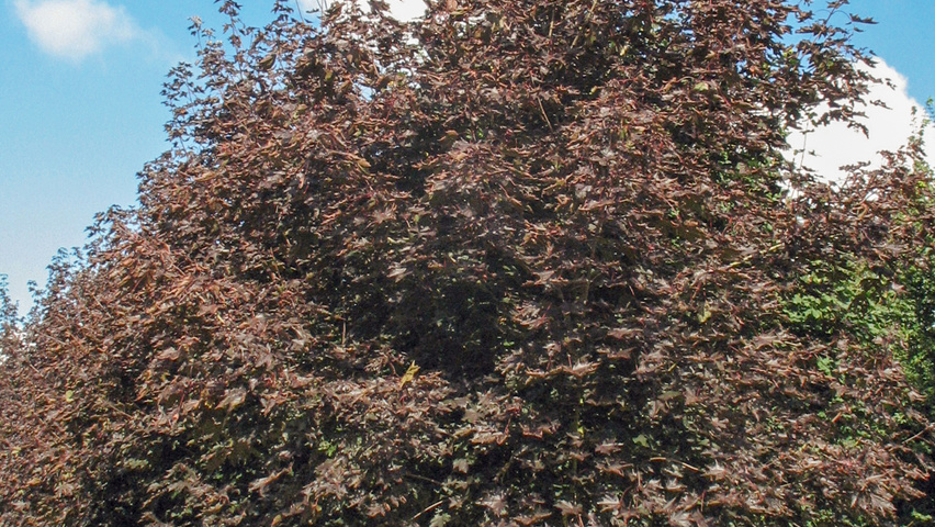 Acer platanoides 'Royal Red' Деревья с высоким стволом (стандарт)