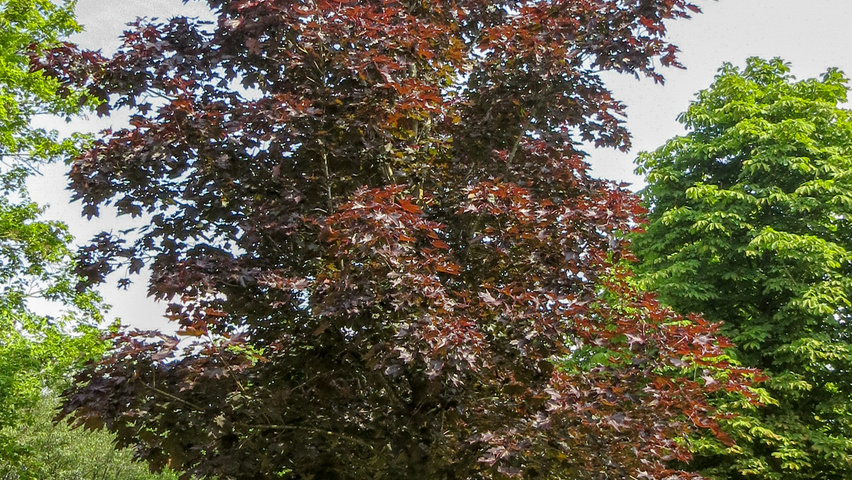 Acer platanoides 'Royal Red' Деревья с высоким стволом (стандарт)
