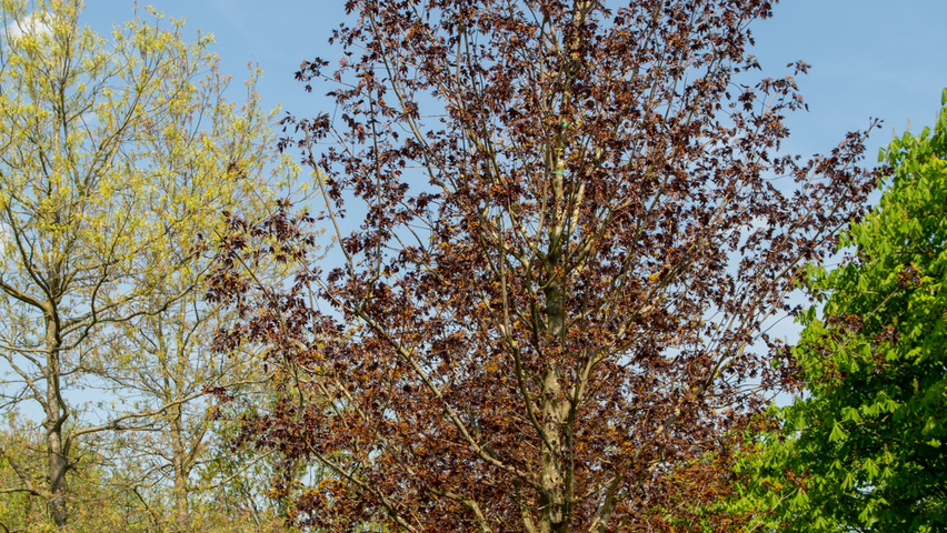 Acer platanoides 'Royal Red' Деревья с высоким стволом (стандарт)