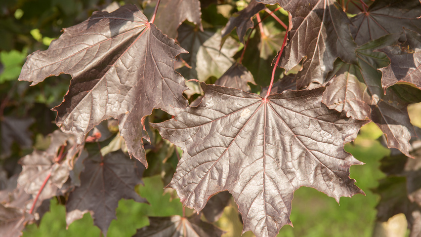 Acer platanoides 'Royal Red' листья